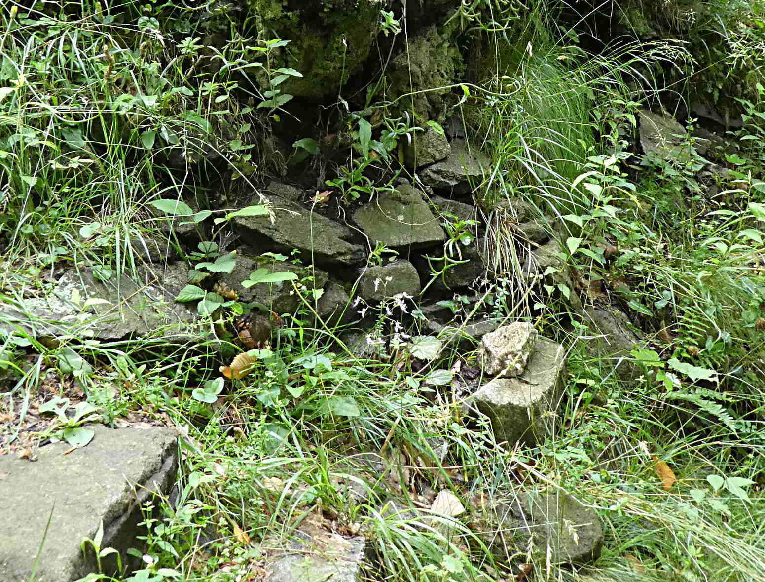 Saxifraga stolonifera  / Sassifraga stolonifera